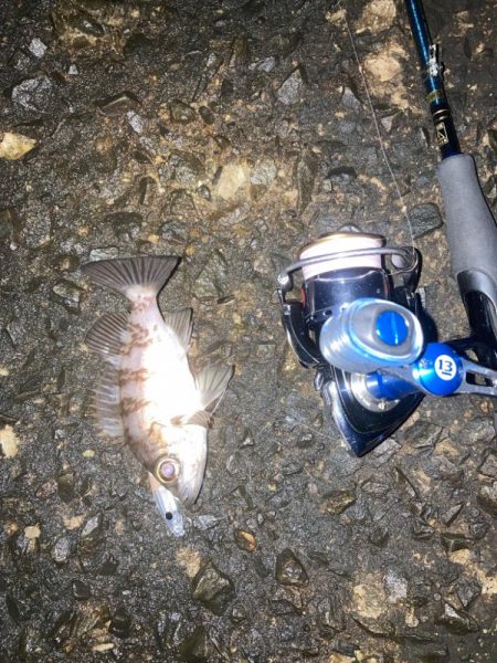 メバリング不発