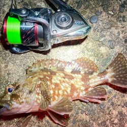 キシイチ×エサヘッド＝アカメフグ