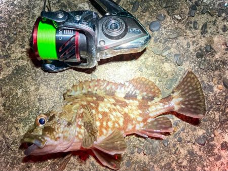 キシイチ×エサヘッド＝アカメフグ