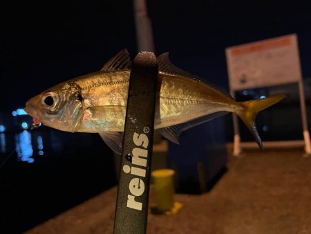 新年アジング初め!