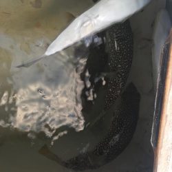 室津のカットウフグ