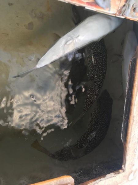 室津のカットウフグ