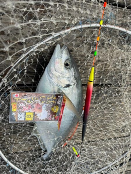 釣堀紀州で真鯛、シマアジ爆釣