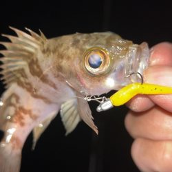 ちょい寒メバリング