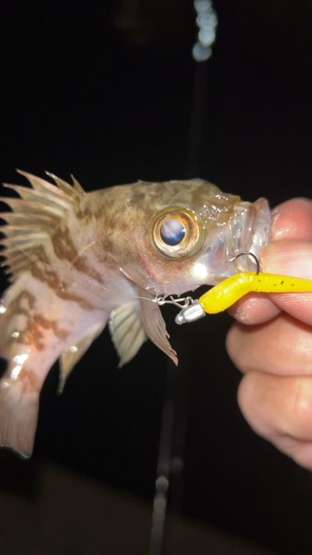 ちょい寒メバリング