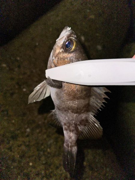 2024年第3戦ライトゲーム