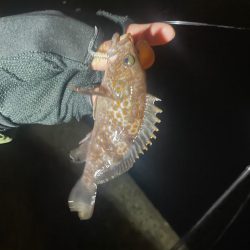 アジみーつけた！