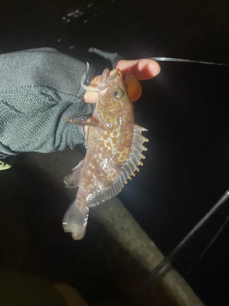 アジみーつけた！