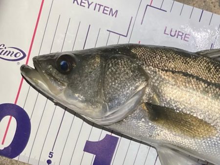 1月のシーバスフィッシング