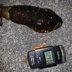 初釣り、なんとか釣れた。