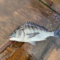 チニング　今年初釣行