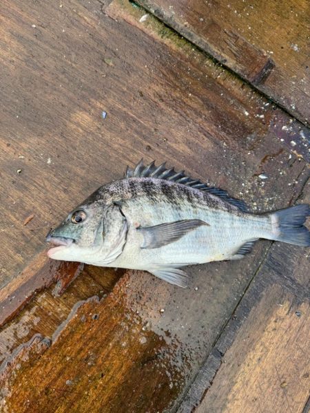 チニング　今年初釣行