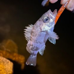 また釣れるようになってて良き