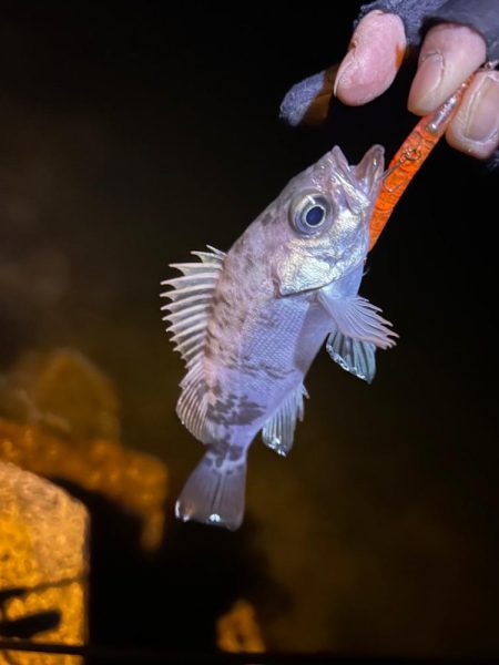また釣れるようになってて良き