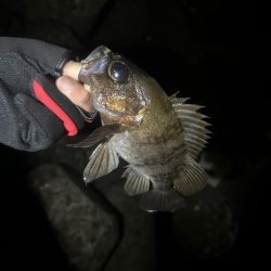 大きなメバル！！