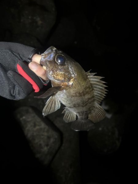 大きなメバル！！