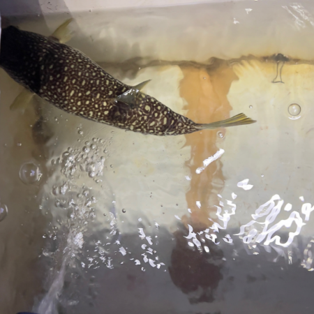 ショウサイフグ/カットウ釣り