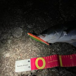 寒中シーバスは最高！