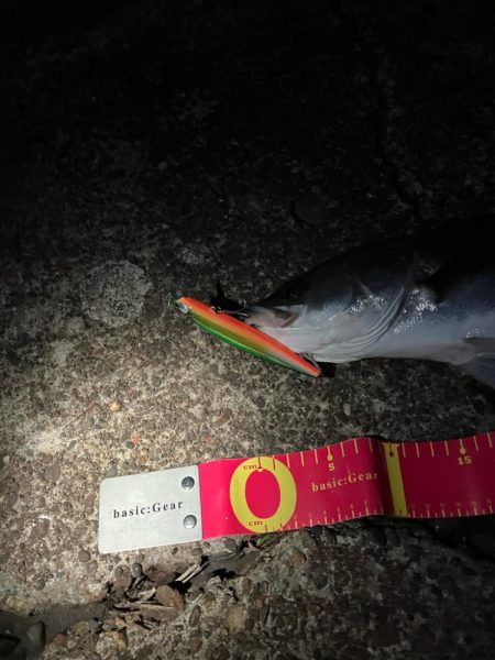 寒中シーバスは最高！