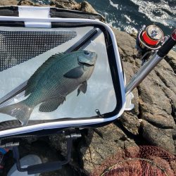 日置で磯釣り