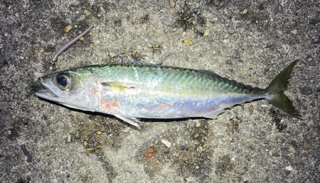 夕まずめ~アジング