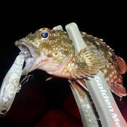 ナイトメバリング