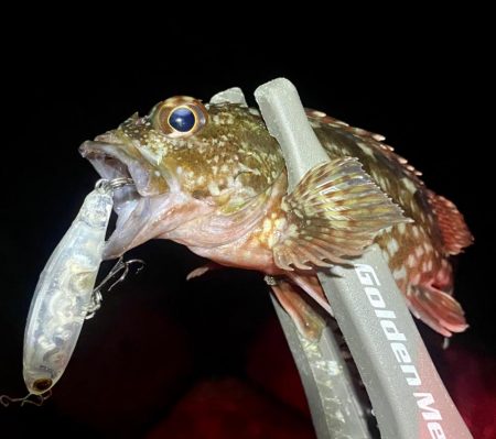 ナイトメバリング