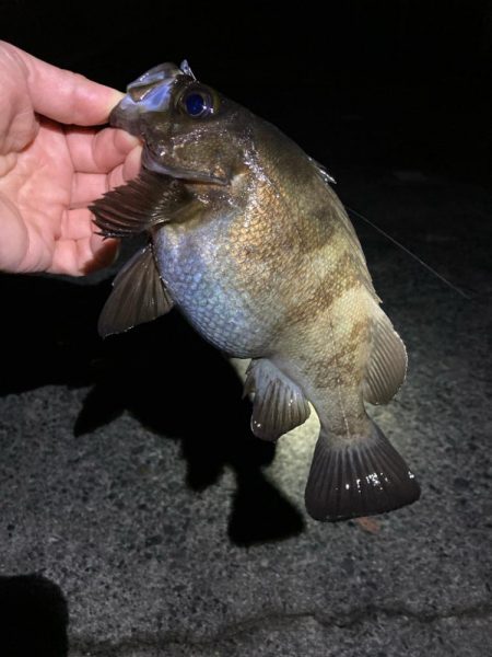 初釣りはメバリング