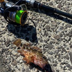 やっぱりガシラ(アラカブ)