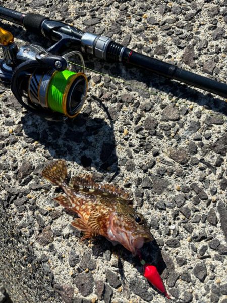 やっぱりガシラ(アラカブ)