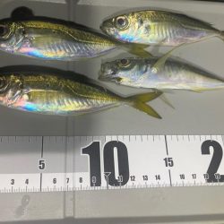 アジング渋かった