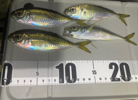 アジング渋かった