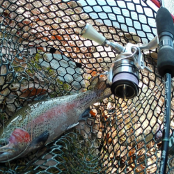 管釣り釣れればデカマス！