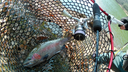 管釣り釣れればデカマス！