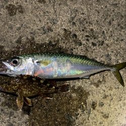 坊主メーター溜まりました