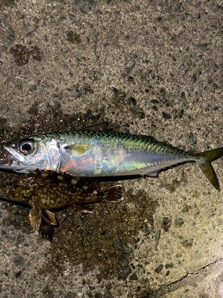 坊主メーター溜まりました