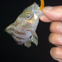 豆アジまだ釣れるの？