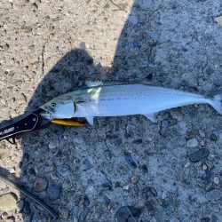 今シーズン初サゴシ