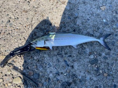 今シーズン初サゴシ