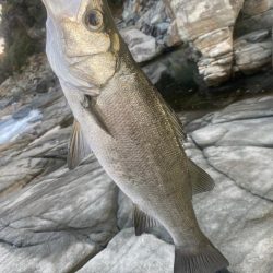 メバルはどこへ