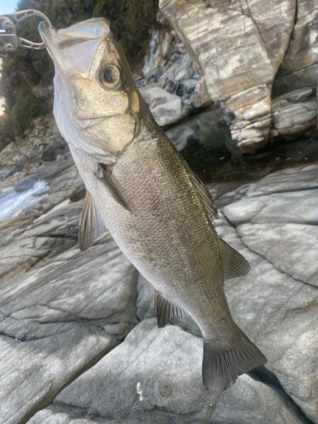 メバルはどこへ