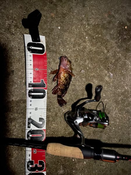 アジング→ガシリング