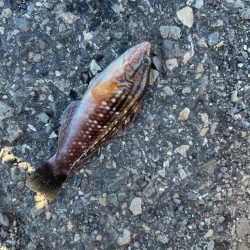 寄り道ライトゲーム