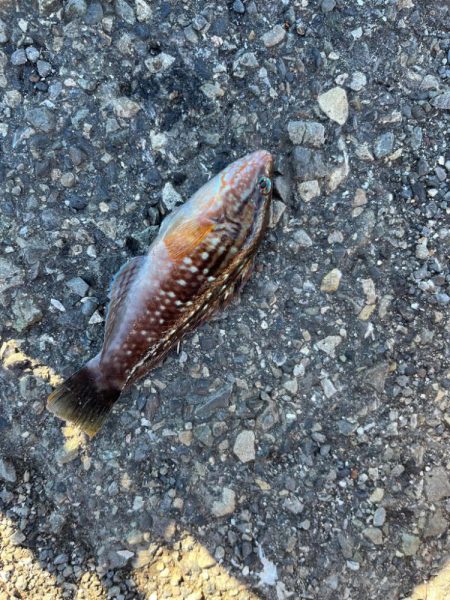 寄り道ライトゲーム