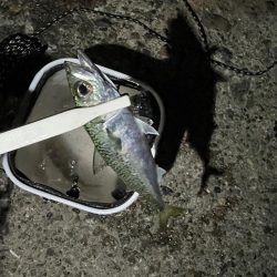 ぶっ込み(初釣り)