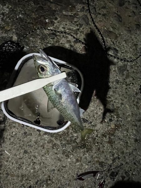 ぶっ込み(初釣り)