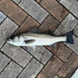 エビ撒きでセイゴ・チヌ釣れました