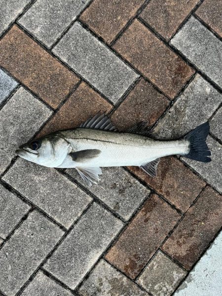 エビ撒きでセイゴ・チヌ釣れました