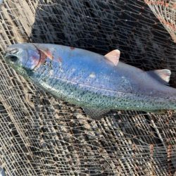 大寒波に海上釣堀!