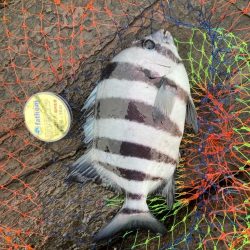 まさかの石鯛とヘダイ